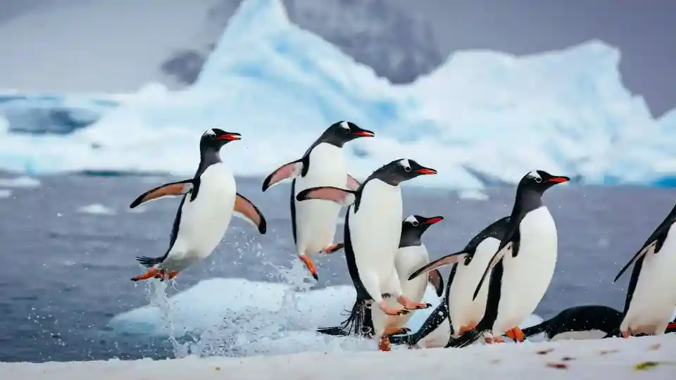 Quark Expeditions penguins2